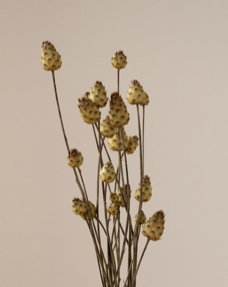 Dried Flowers Mini Artichoke - Things I Like Things I Love